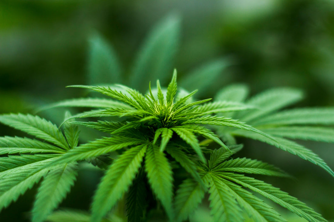 Understanding the Heart Risks of Cannabis Use