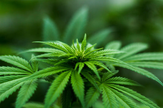 Understanding the Heart Risks of Cannabis Use