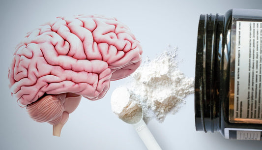 Why Does the Brain Need Creatine
