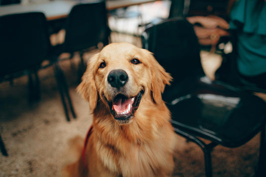 Can Owning a Dog Help Prevent Dementia?