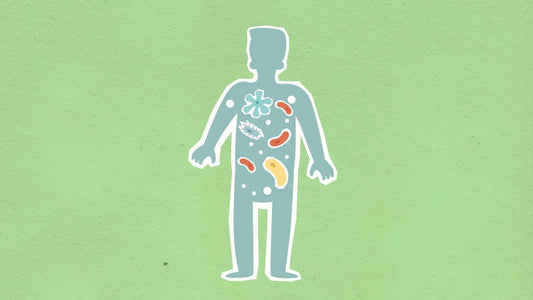 Gut microbes keep cholesterol under control: Researchers