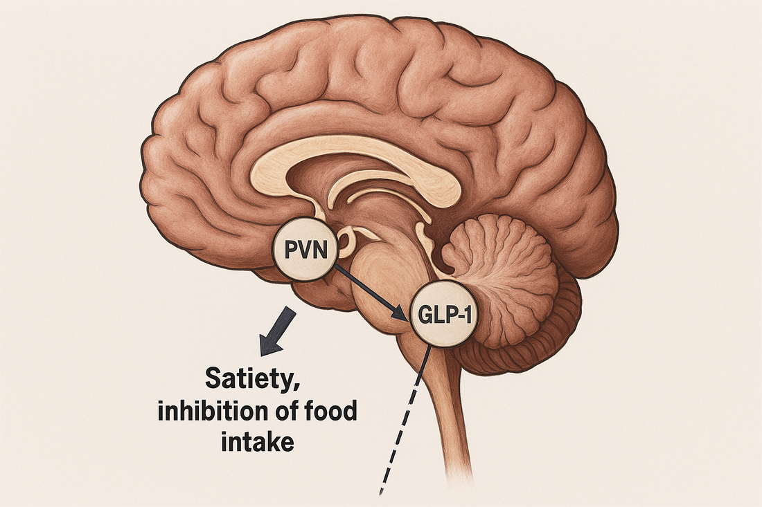 How GLP-1 Helps the Brain Control Eating and Weight