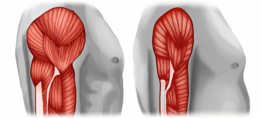 Why Muscle Health Matters as You Age