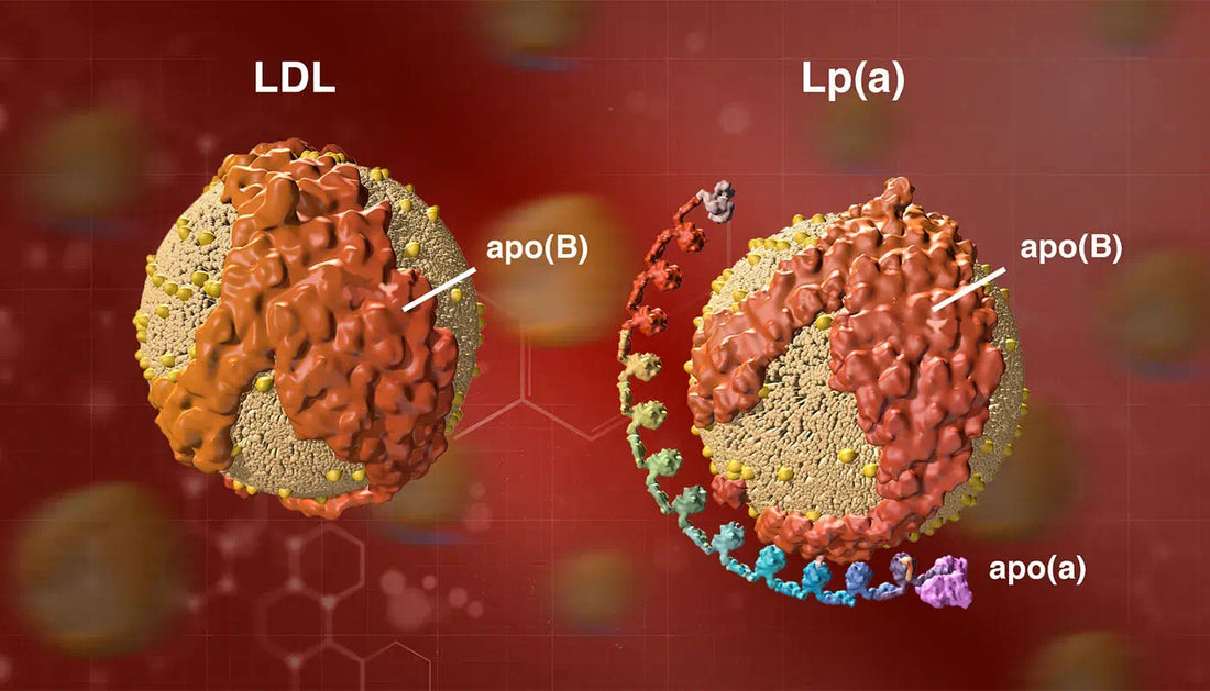 What Is Lipoprotein(a) and Why It Matters for Heart Health